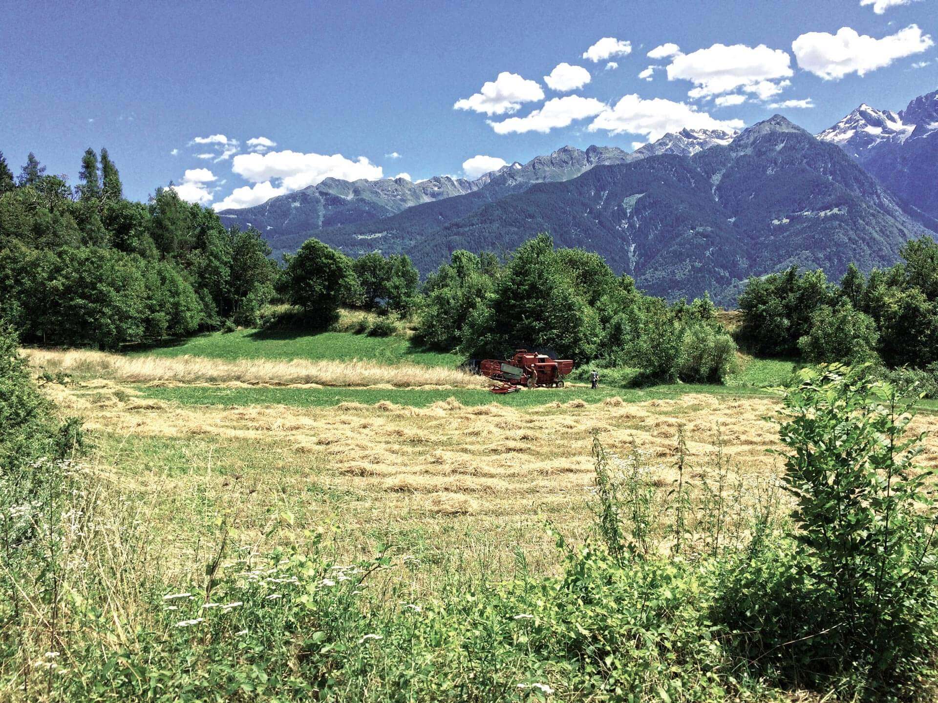 segale valtellina